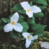 Триллиум Trillium Grandiflorum